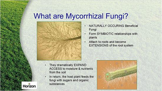 What_are_Mycorrhizal_Fungi.