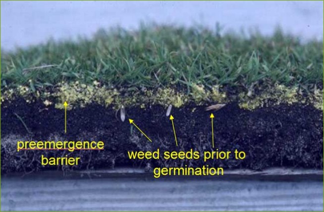pre emergent herbicide barrier